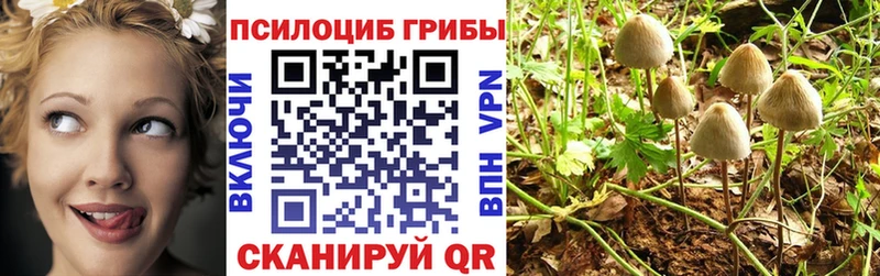 купить  цена  omg tor  Псилоцибиновые грибы Psilocybe  Балей 